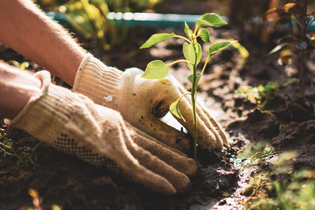 gardening